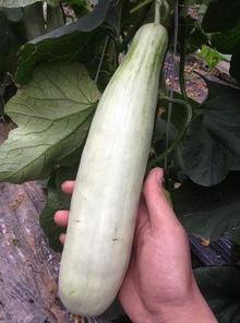 吃瓜视频的网红有哪些