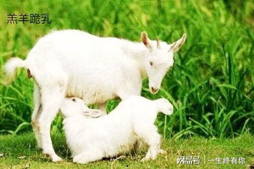 网红小羊没烦恼吃瓜视频,揭秘吃瓜界的欢乐时光